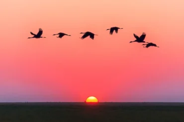 shore birds of italy